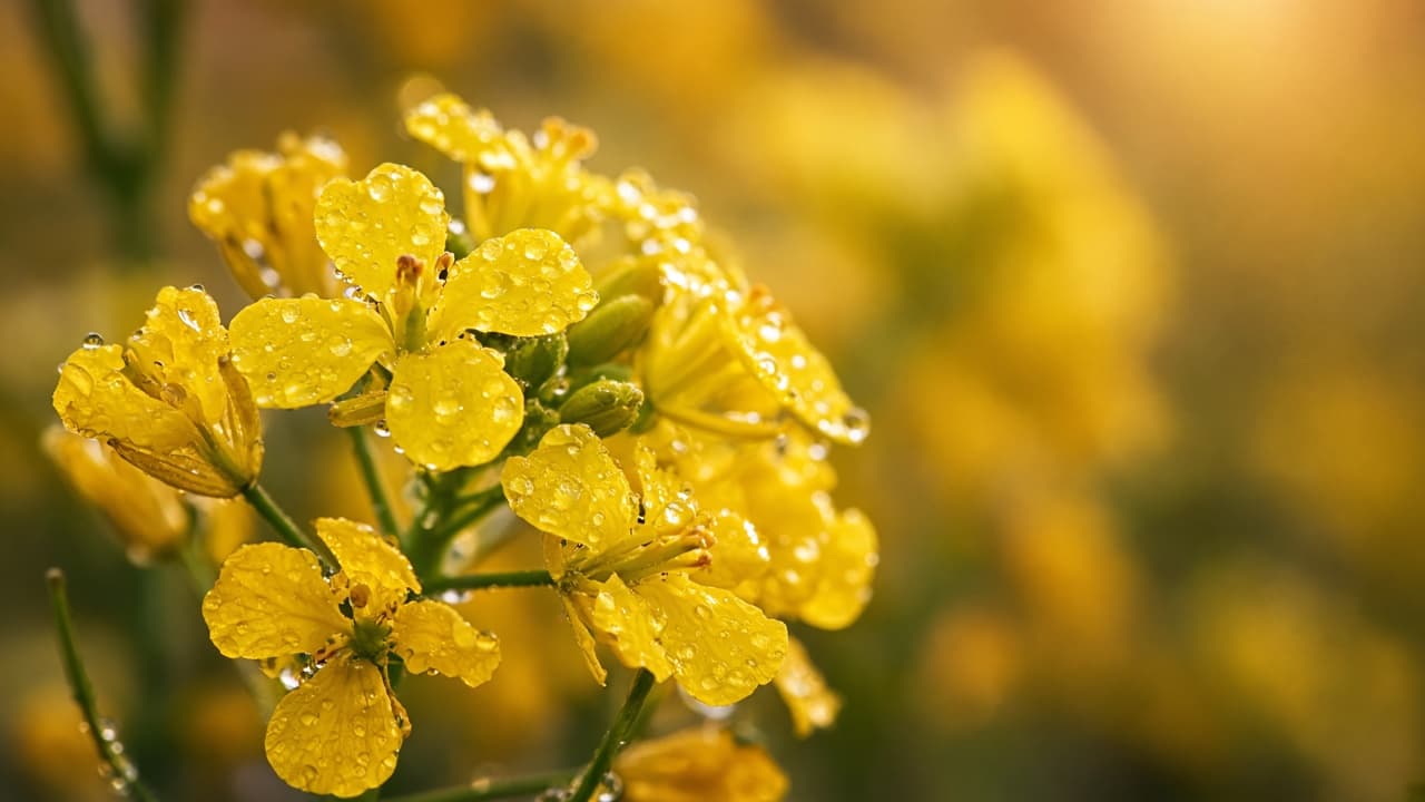 Mustard flowers with Kachi Ghani bottle